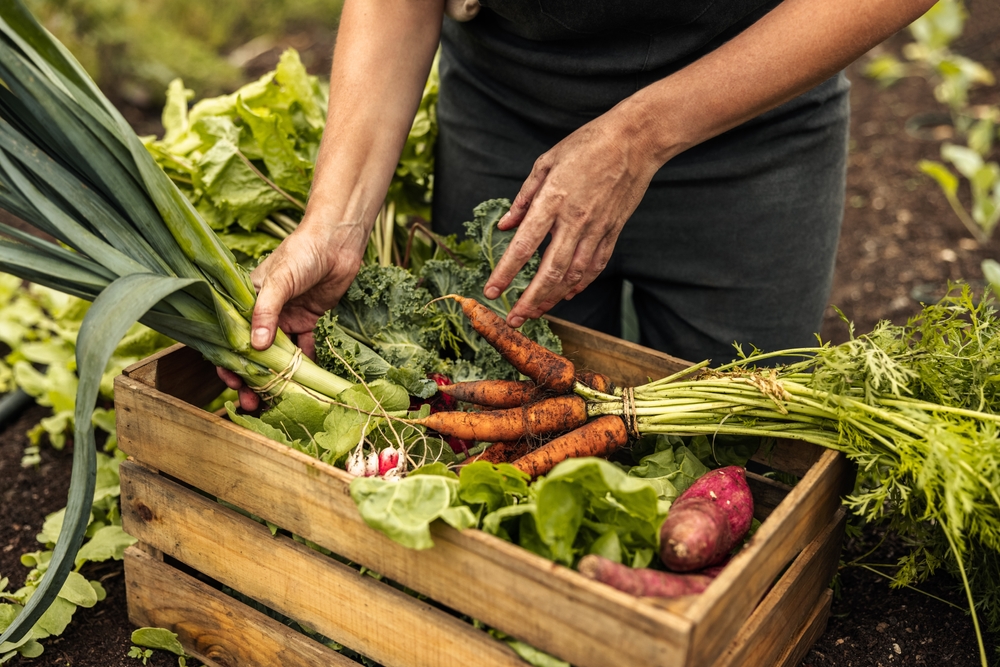 Experience the Seasonal Symphony: Master the Art of Cooking with Nature’s Bounty